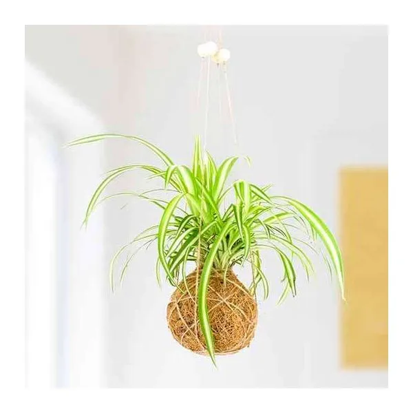 Növessz saját Kokedama növényt készlet kellékekkel